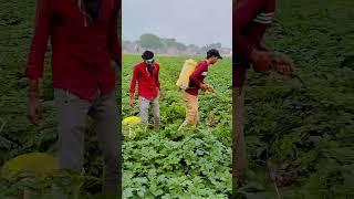 Farming.   #shorts #short #shortvideo #shortsvideo  #farming #field #fieldking #viral #video #green