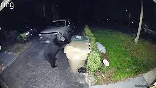 Bear strikes trash cans in Fruitland Park, FL