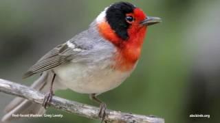 Red-faced Warbler