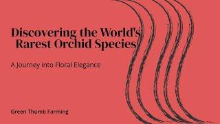 Discovering the World s Rarest Orchid Species  A Journey into Floral Elegance