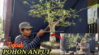 TEKUK POHON ANTING PUTRI -BONSAI TREE