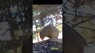 Hungry Female Cardinal at Bird Feeder