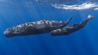 Facts: The Sperm Whale