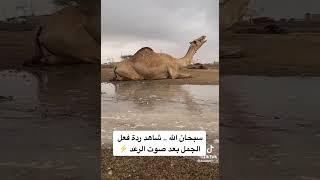 Watch the camel's reaction after hearing the sound of Thunder