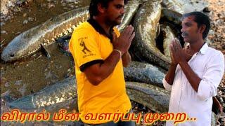 viraal meen valarpu//viraal meen valarpu murai in tamilnadu