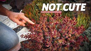 How to Trim Your Echeveria Harmsii