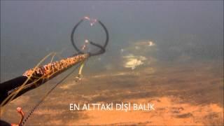 Şişi kıran dev levrek, göç levrekleri, spearfishing seabass