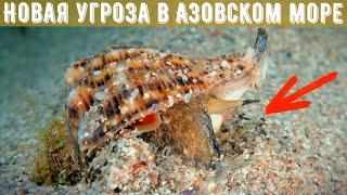 В Азовском море размножается хищник, который опаснее медуз