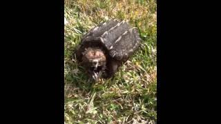 Pet alligator snapping turtle care. Making the transition from aquarium to outdoor holding tank.