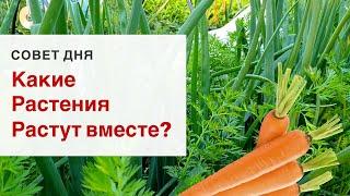 Уплотненные посадки овощей. Мало места на участке?! Подбираем растения для смешанных посадок.