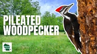 Pileated Woodpecker: Fascinating Facts and Secrets Revealed