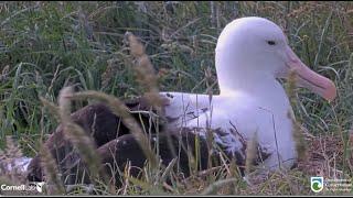 Royal Albatross ~ GLG Has Been Fitted w/ GPS Tracker! Egg Swap! Update On Tagged Juveniles 12.27.24