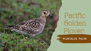 Pacific Golden Plover - Pluvialis fulva #birds #birdsofindia #andaman #plover #nikonp950