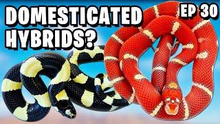 Breeding Hybrids To Create New Breeds?