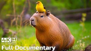 Capybaras, the Largest and ‘Chillest’ Rodents in the World | Wild Animals Documentary 4K
