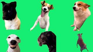 DOGS meme Green Screen HD