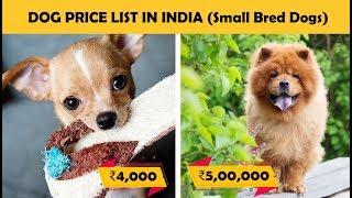 Dog Prices In India - Part 2 (Small Breed Dogs)