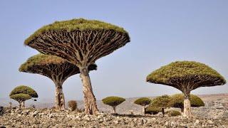 The Alien Island in Yemen, Socotra