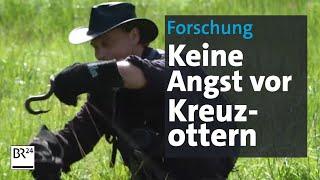 Bayerischer Wald: Keine Angst vor Kreuzottern | Abendschau | BR24