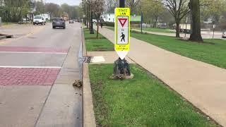 Mallard Duck and Ducklings cross busy road to water with human help