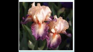 About Irises