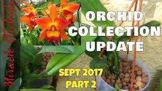 Orchid collection update - Part 2 - Sept 2017