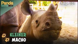 Spitzmaulnashorn Kito gedeiht prächtig und ein Ameisenbär erkundet den Zoo | Panda, Gorilla & Co.