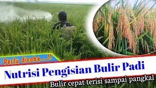 CARA MUDAH MEMPERCEPAT PENGISIAN BULIR PADI//Nutrisi pengisian bulir padi