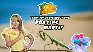 Praying Mantis Facts