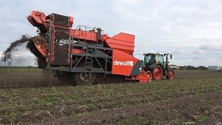 Zetmeelaardappelen rooien met Fendt 312 Vario Profi en Dewulf RS2060 - Nijboer Vroomshoop (2020)