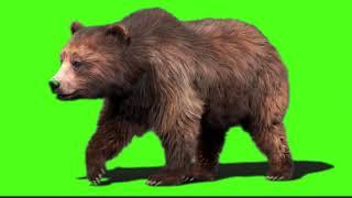 #bear Green screen background Bear || green screen video || bear green screen || green screen bears