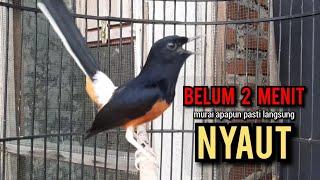 murai batu gacor AMPUH buat PANCINGAN murai batu agar bunyi JADIKAN burung murai gacor EMOSI NYAUT