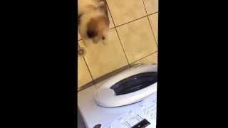 Shih Tzu Puppy Barking at Washine Machine