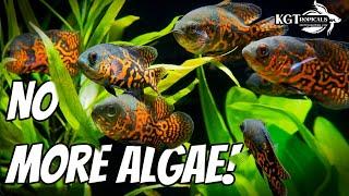 How To PREVENT Algae In Your Aquarium