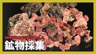 【鉱物採集】マンガン鉱床でバラ輝石の自形結晶探し！RHODONITE No.1