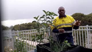 Urban subsistence farming