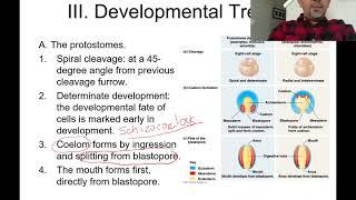 Protostomes and Deuterostomes