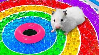 DIY Hamster Maze with Orbeez | Rainbow Pool