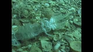 © Фауна Черного моря. Рак крот (Upogebia pusilla) - 02 // Fauna of the Black Sea