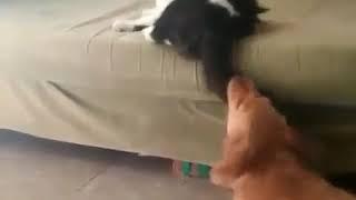 Кошка бьет собаку