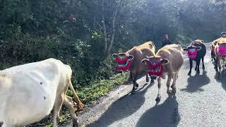 Kar Yağmasıyla Birlikte Yayladaki Son Göçlerde Yollara Düştü, Haçka Yaylası/Düzköy/Trabzon