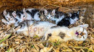 LTT Animal || Emergency: Cat Family's Second Chance, Injured Mother Cat's Underground Family Rescue