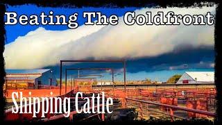 Texas Panhandle Weather and Shipping Cattle. #horse #cattle #weather