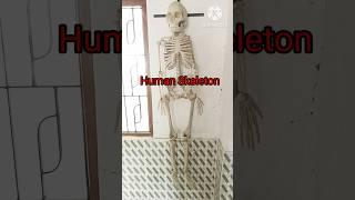 Human Skeleton #biology