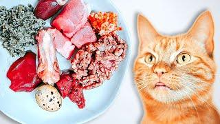 How To Raw Feed Your Cat (Ultimate Beginner's Guide)