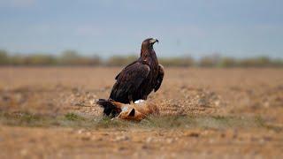 How King Eagle Catch Fox Sucess ? Animal Fighting