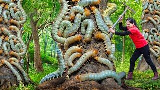 Pregnant woman Harvesting the Devil's Curse in the haunted forest & Go to Market Sell | Lý Thị Hằng