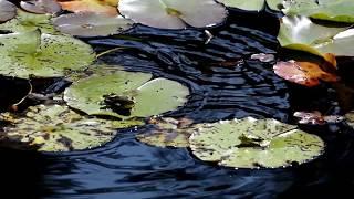 2 Frogs On Lily Pads, 1 Hops