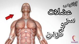 آناتومی عضلات سر و گردن