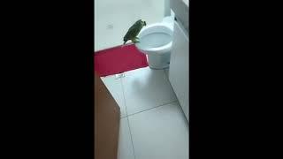 Попугай поет в ванной. Говорящий попугай, Смешные попугаи. Funny parrot videos, Parrots talking